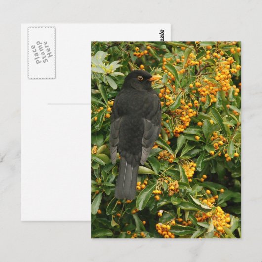 Hungerschwarz Postkarte (Vorne/Hinten)