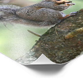 Hungriechhörnchen Foto Print (Ecke)