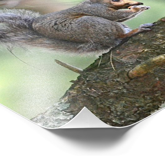 Hungriechhörnchen Foto Print (Ecke)