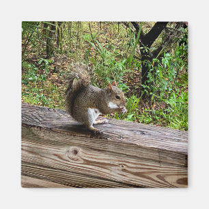 Hungriechrel Magnet