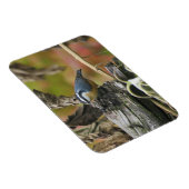 Hungrig Niedlich Nuthatch Magnet (Rechte Seite)