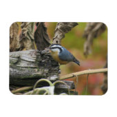 Hungrig Niedlich Nuthatch Magnet (Horizontal)