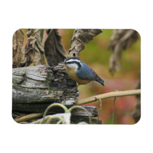 Hungrig Niedlich Nuthatch Magnet