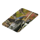Hungrig Niedlich Nuthatch Magnet (Linke Seite)