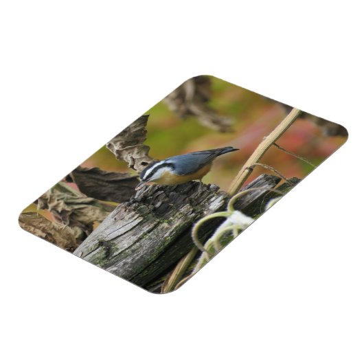Hungrig Niedlich Nuthatch Magnet (Linke Seite)