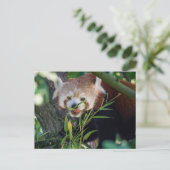 hungrig Red Panda Postkarte (Stehend Vorderseite)