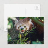 hungrig Red Panda Postkarte (Vorne/Hinten)