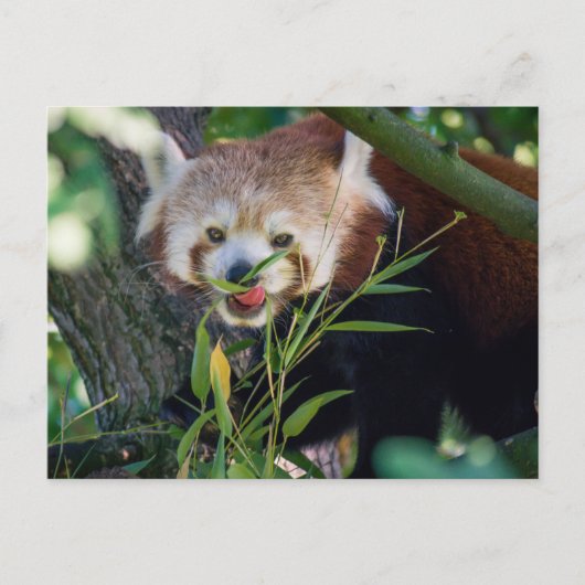 hungrig Red Panda Postkarte (Vorderseite)