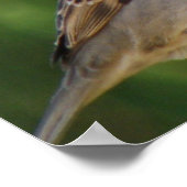 Hungrige Haussperlinge Druck Poster (Ecke)