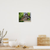 Hungrige Haussperlinge Druck Poster (Küche)