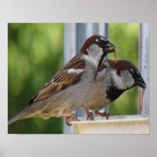Hungrige Haussperlinge Druck Poster (Vorne)