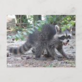 Hungry Baby Raccoon Postkarte (Vorderseite)