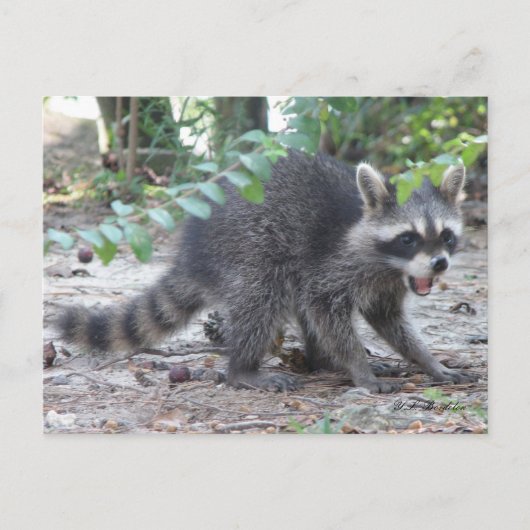 Hungry Baby Raccoon Postkarte (Vorderseite)