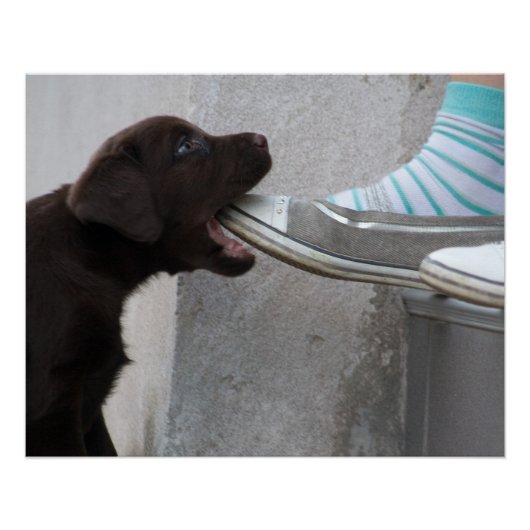 Hungry Brown Labrador Puppy Poster (Vorderseite)