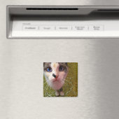 Hungry Cat Kühlschrankmagnet (In Situ (Geschirrspüler))