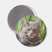 Hungry Cat Magnet (Vorderseite/Rückseite)