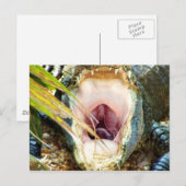 Hungry Gator Postkarte (Vorne/Hinten)