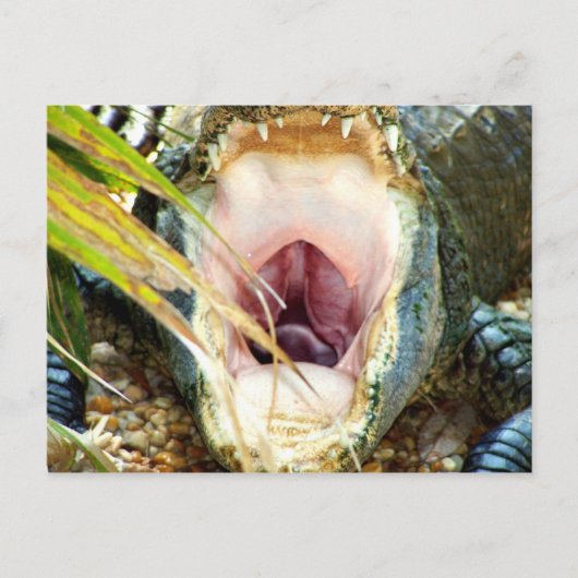 Hungry Gator Postkarte (Vorderseite)