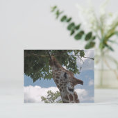 Hungry Giraffe Postkarte (Stehend Vorderseite)