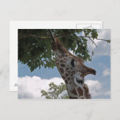 Hungry Giraffe Postkarte (Vorne/Hinten)