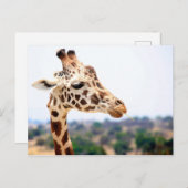 HUNGRY GIRAFFE POSTKARTE (Vorne/Hinten)