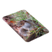Hungry Gray Squirrel Magnet (Rechte Seite)