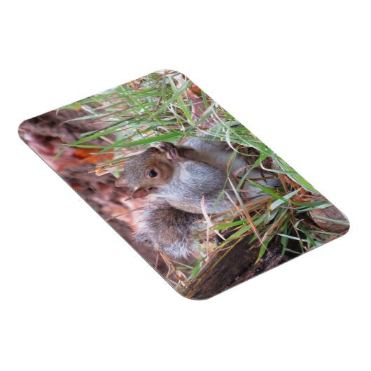 Hungry Gray Squirrel Magnet (Rechte Seite)