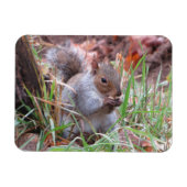 Hungry Gray Squirrel Magnet (Horizontal)