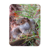 Hungry Gray Squirrel Magnet (Vertikal)