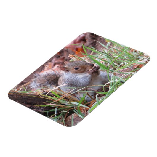 Hungry Gray Squirrel Magnet (Linke Seite)