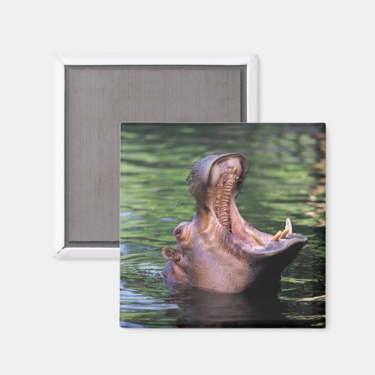 Hungry Hippo Magnet (Vorderseite/Rückseite)