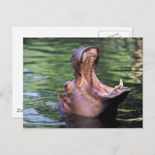 Hungry Hippo Postkarte (Vorne/Hinten)