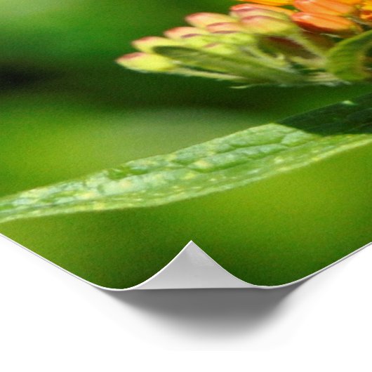 Hungry Hummingbird Poster (Ecke)