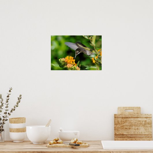Hungry Hummingbird Poster (Küche)