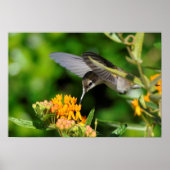 Hungry Hummingbird Poster (Vorne)