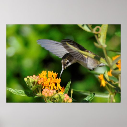 Hungry Hummingbird Poster (Vorne)