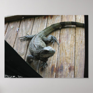 Hungry Iguana (Säuberung) Poster