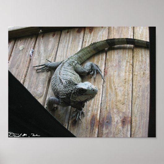 Hungry Iguana (Säuberung) Poster (Vorne)