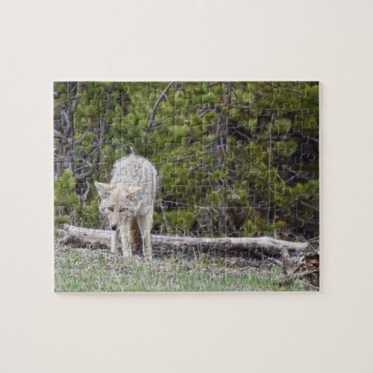 Hungry Like a Wolf - Yellowstone - 8x10 - 110 Stk. Puzzle (Horizontal)