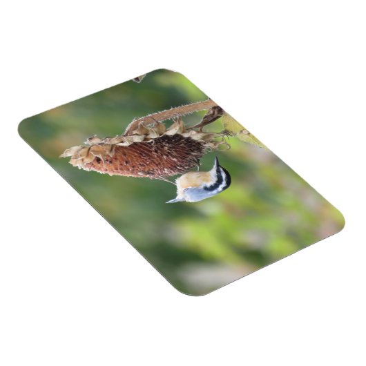 Hungry Nuthatch Magnet (Rechte Seite)