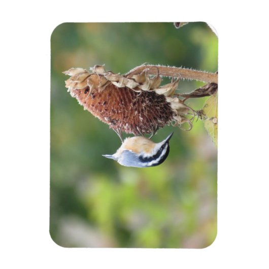 Hungry Nuthatch Magnet (Vertikal)
