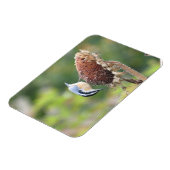 Hungry Nuthatch Magnet (Linke Seite)