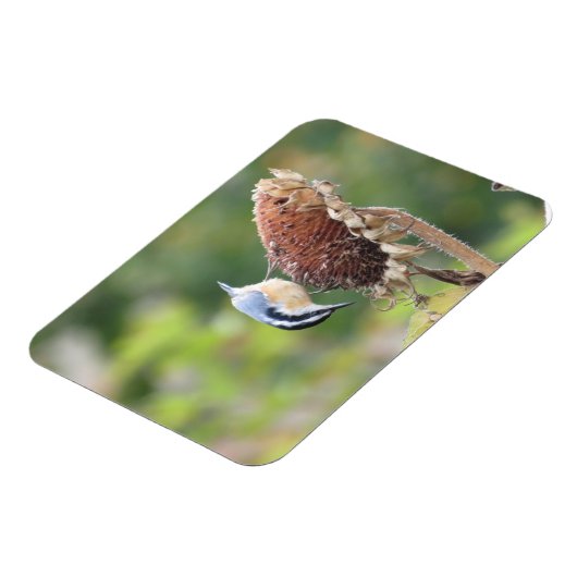 Hungry Nuthatch Magnet (Linke Seite)