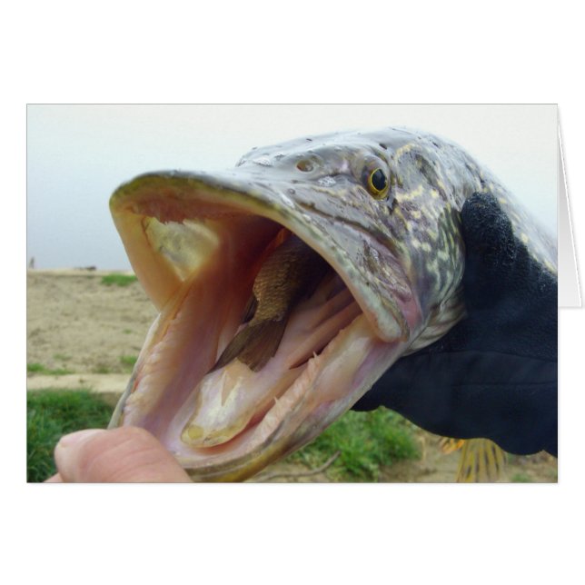 Hungry Pike (Vorderseite (Horizontal))