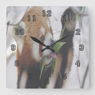 Hungry Red Panda Quadratische Wanduhr