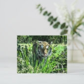 Hungry Tiger Postkarte (Stehend Vorderseite)