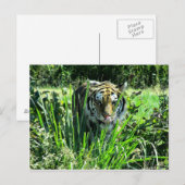 Hungry Tiger Postkarte (Vorne/Hinten)