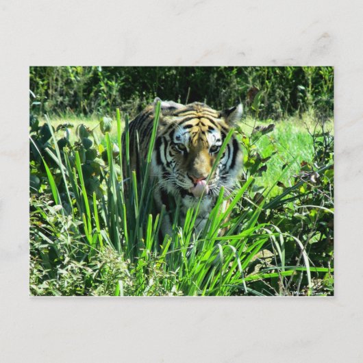 Hungry Tiger Postkarte (Vorderseite)