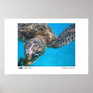 Hungry Turtle - Foto des Jahres Gewinner Poster