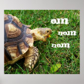 Hunguest Tortoise - "Om nom nom" Poster (Vorne)